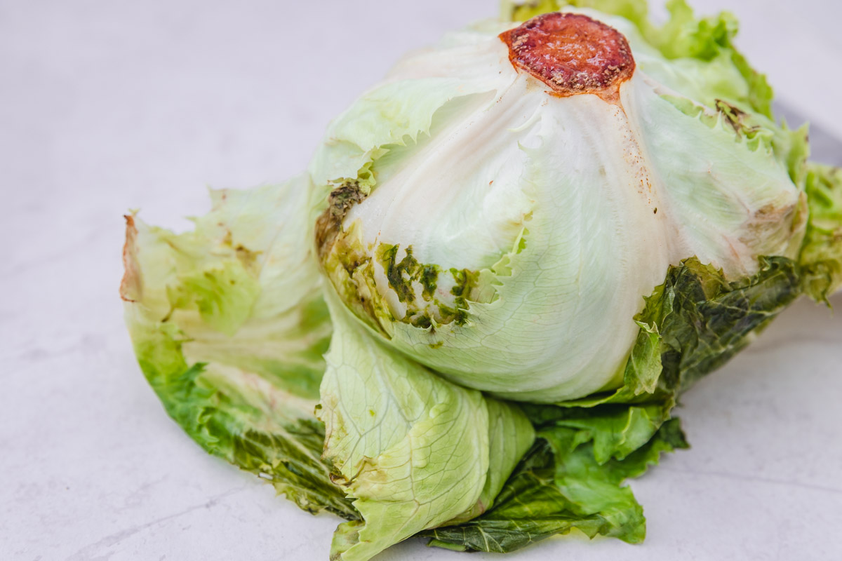 a head of  a bad iceberg lettuce showing signs of spoilage.